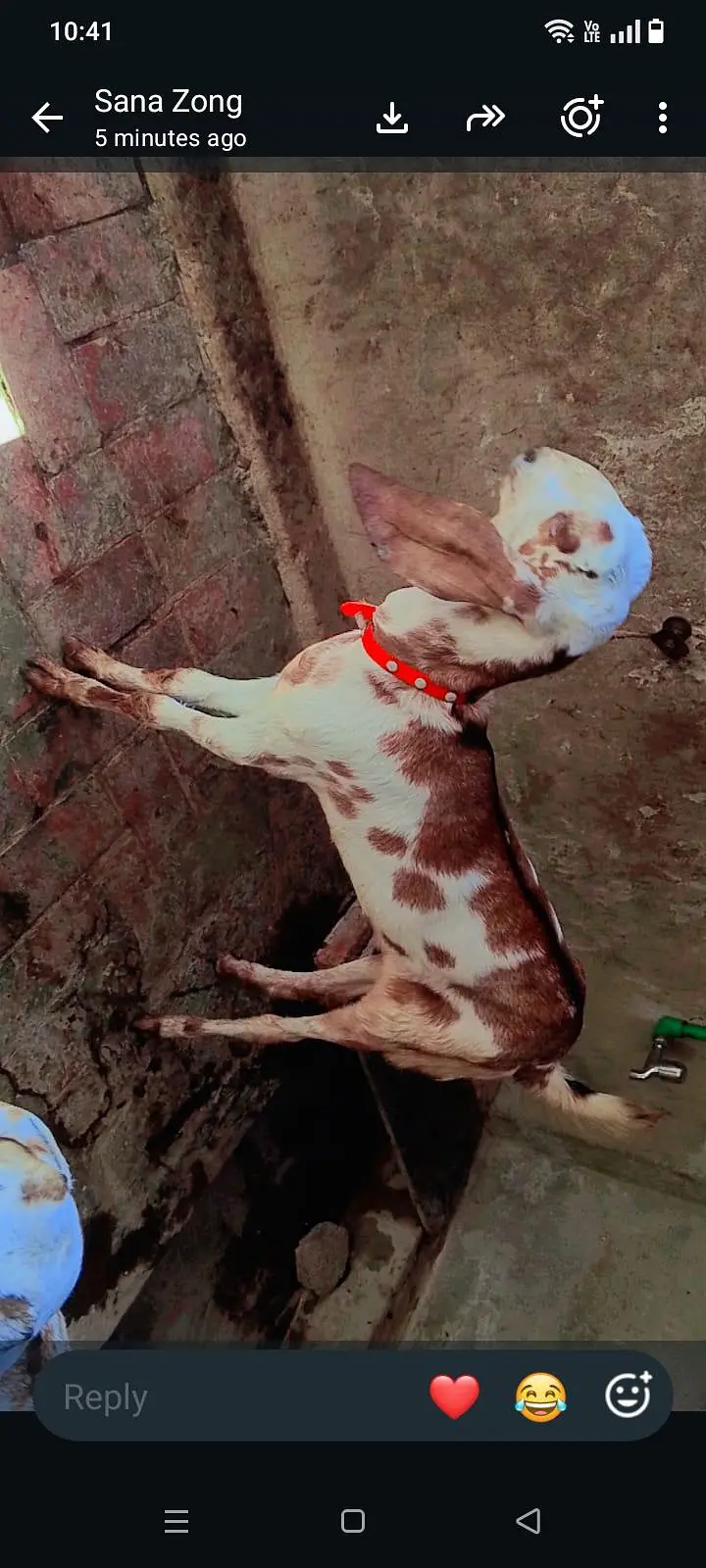 3 goats — photo 3
