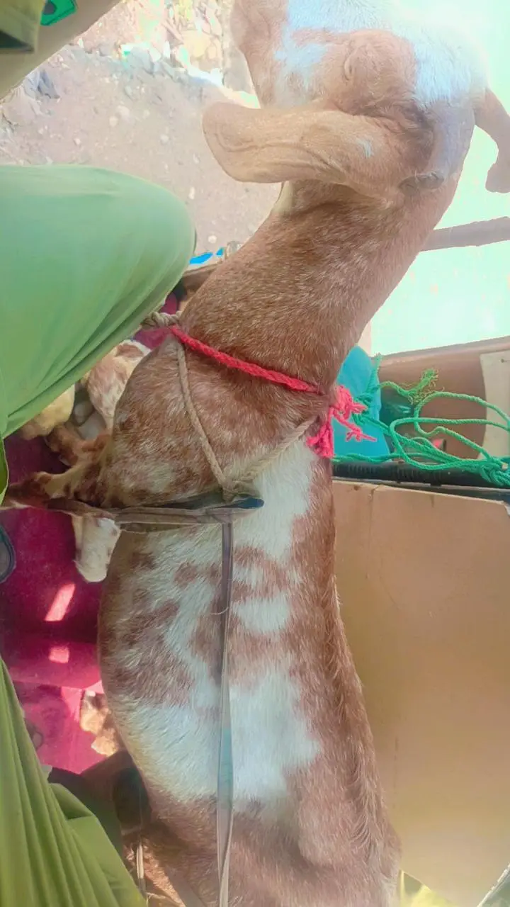 bakri with nar