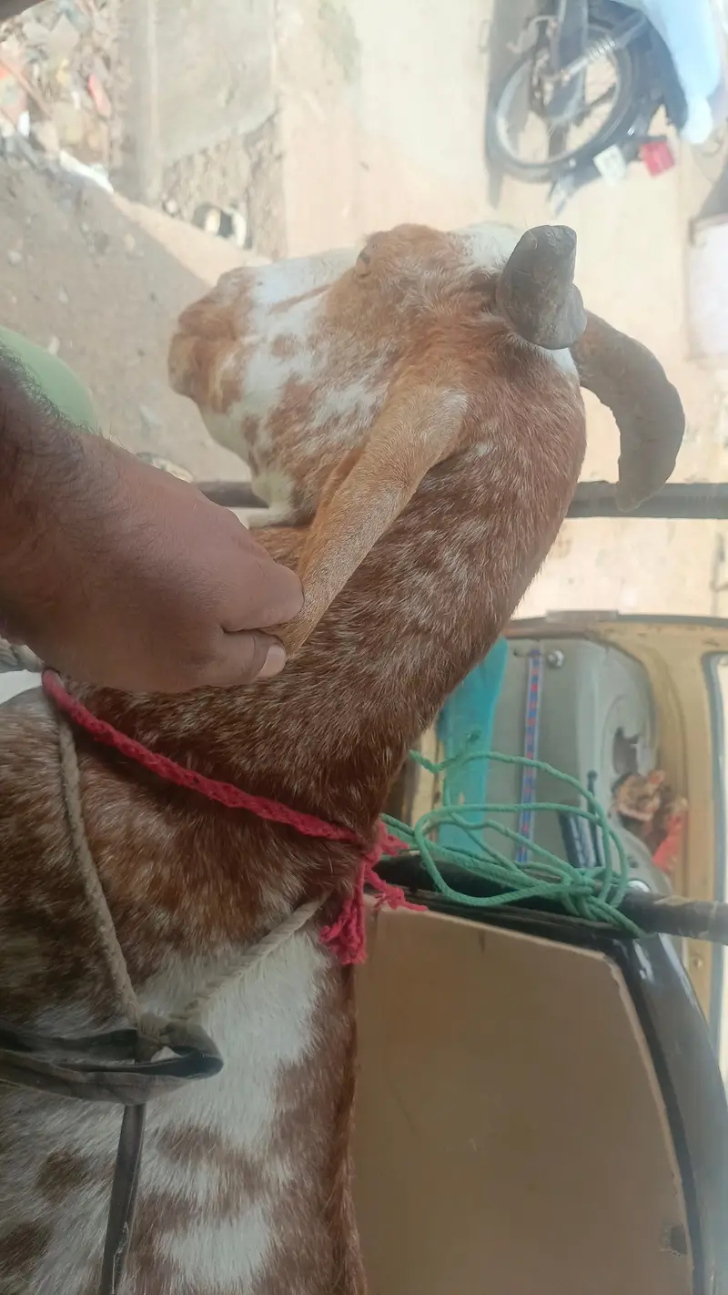 bakri with nar — photo 2