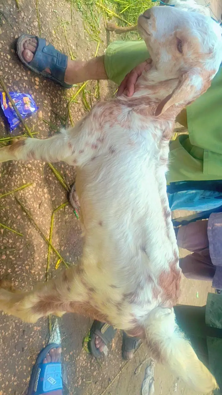 bakri with nar — photo 3