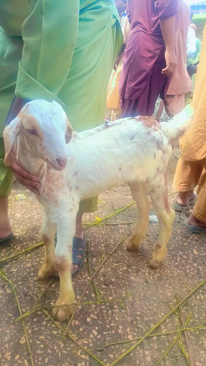bakri with nar — photo 4