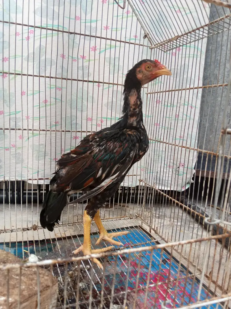 Aseel miawali chicks
