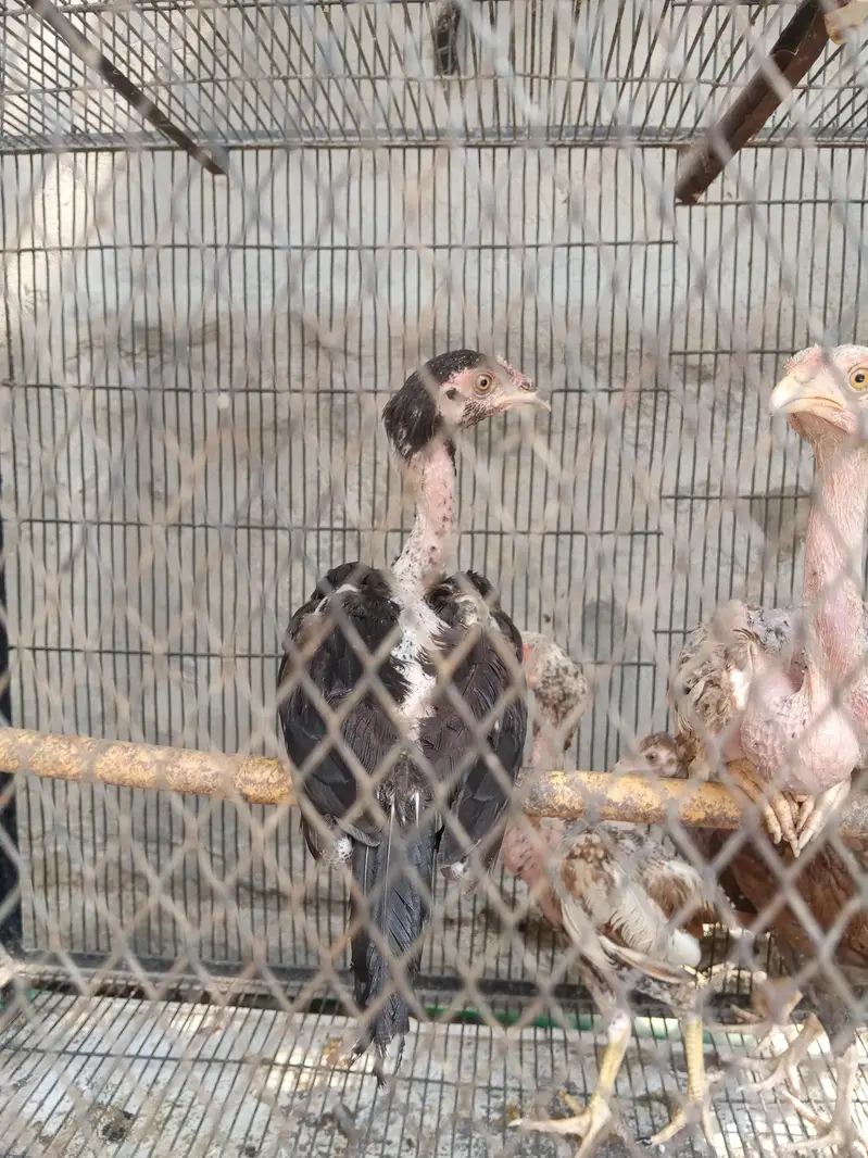 Aseel miawali chicks — photo 2