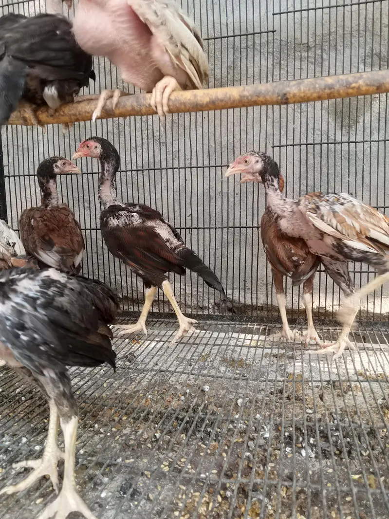 Aseel miawali chicks — photo 3