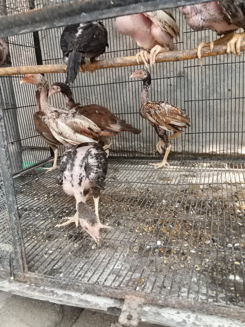 Aseel miawali chicks — photo 4
