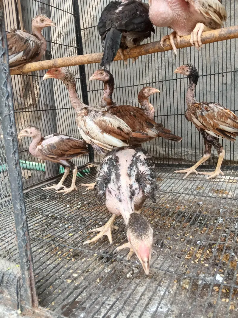Aseel miawali chicks — photo 5