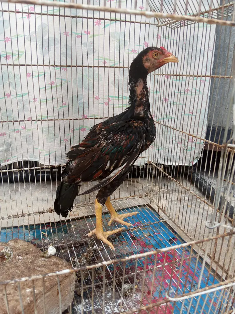 Aseel miawali chicks — photo 6