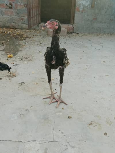 Aseel chicks for sale