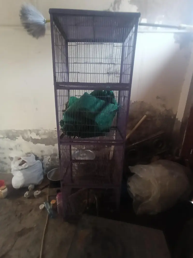 برڈ کیج