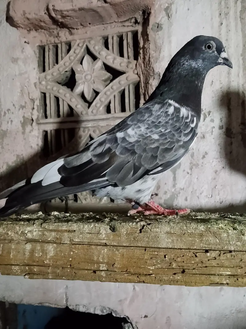 Dub Wala bacha — photo 2