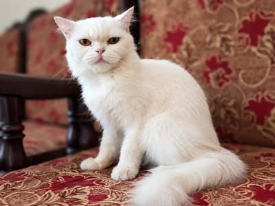 healthy active cat ha vaccination hui ha par card ni mil rha vaccine