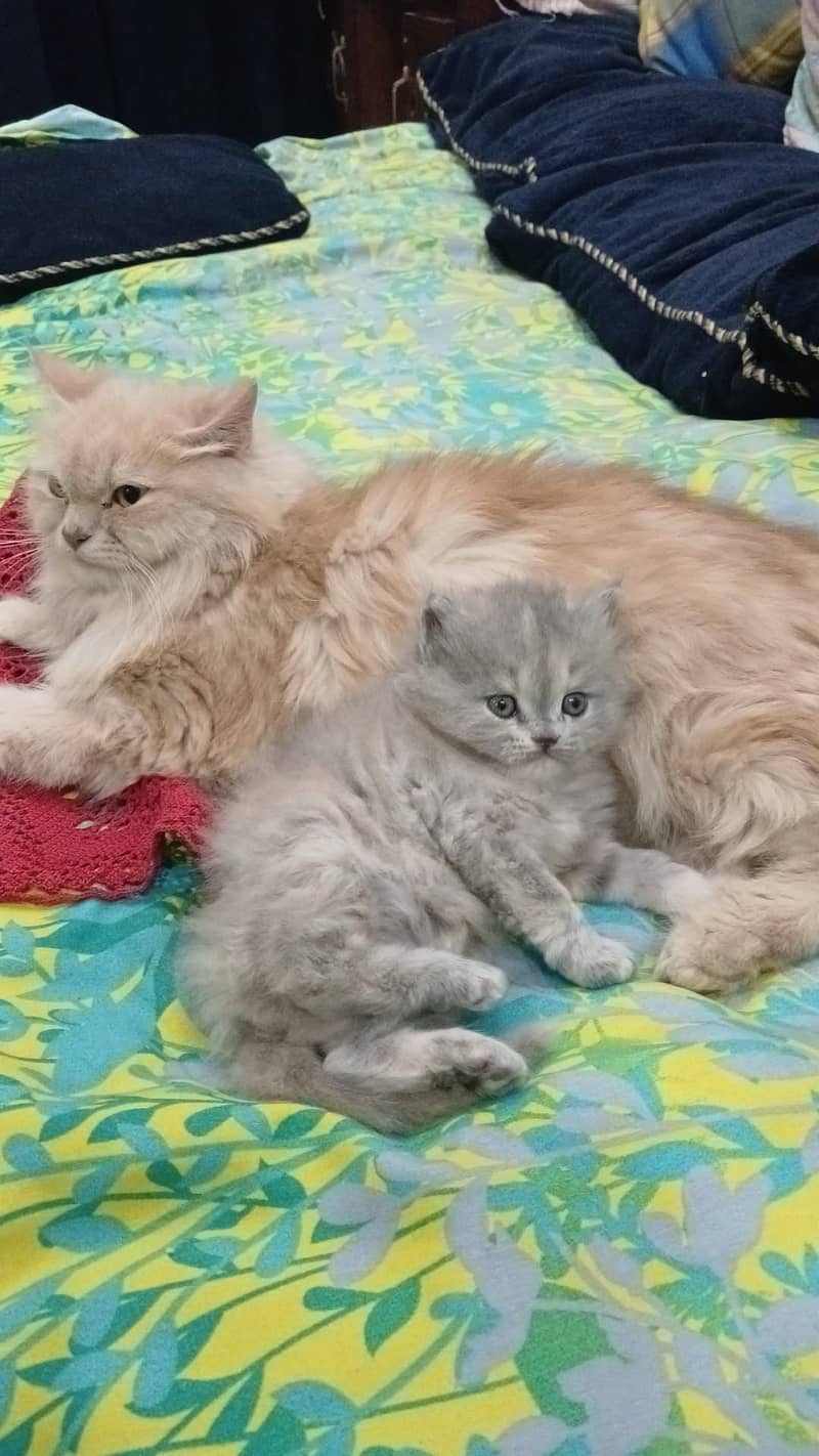 Long Coat punch Pair 3