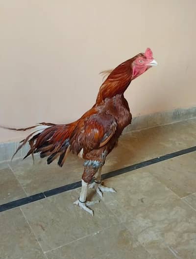 Aseel peela murga
