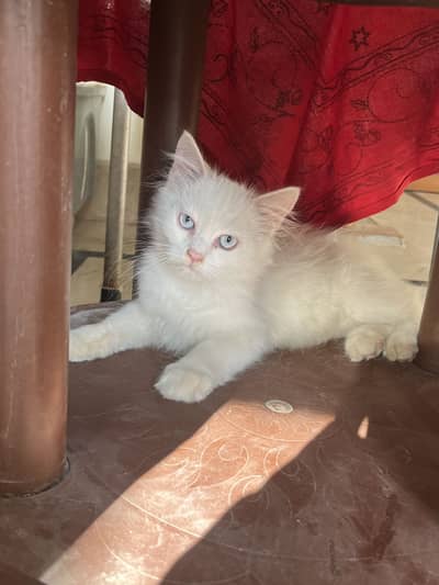 4 Months Old Persian Kitten – Blue Eyes, Beautiful & Well Trained” 