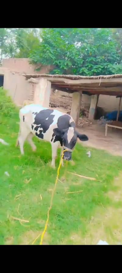 Holstein frozen 4danth 5month gaban age3year