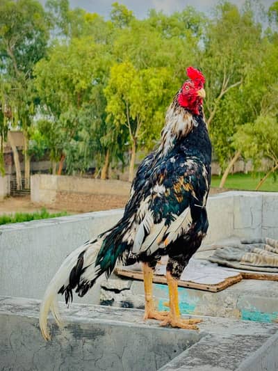 Aseel Murga For Sale I High Quality I Aseel murga I