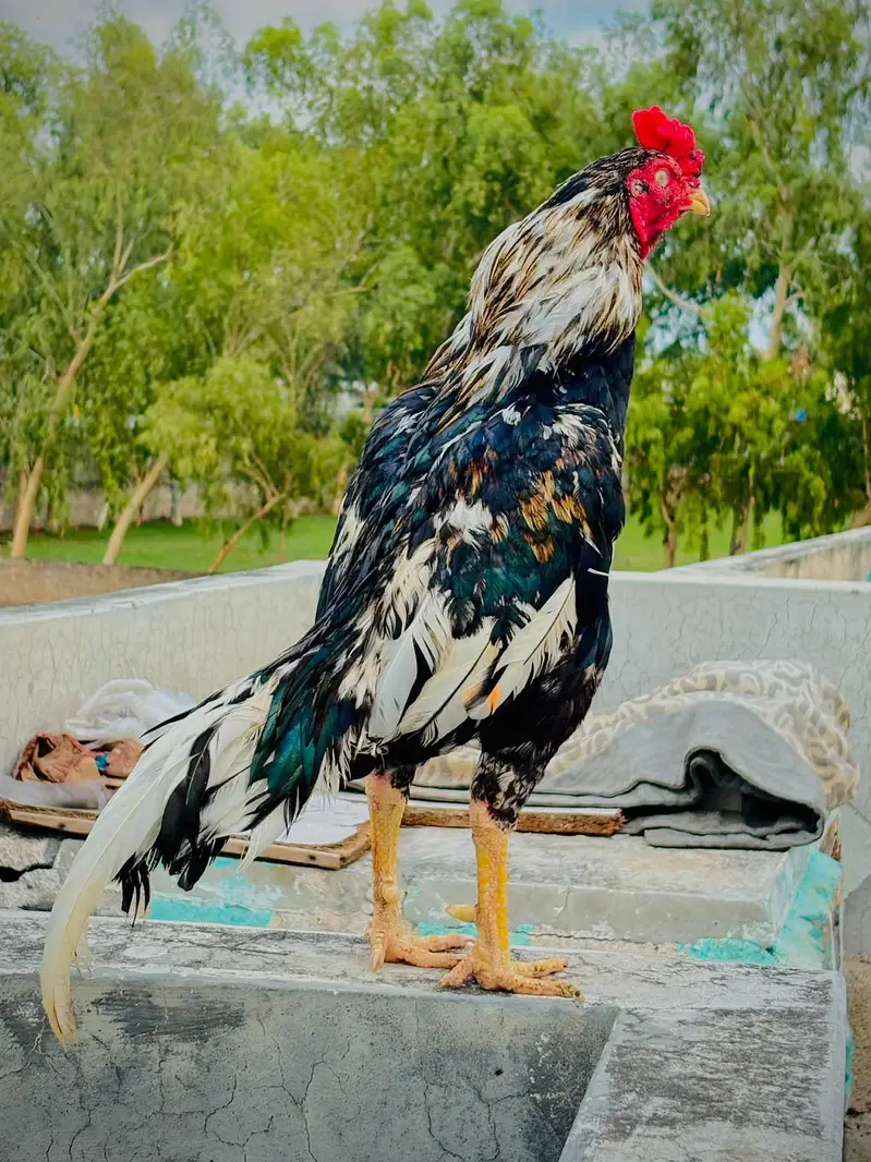 Aseel Murga For Sale I High Quality I Aseel murga I — photo 2