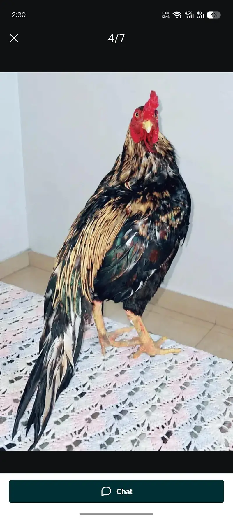 Aseel Murga For Sale I High Quality I Aseel murga I — photo 4