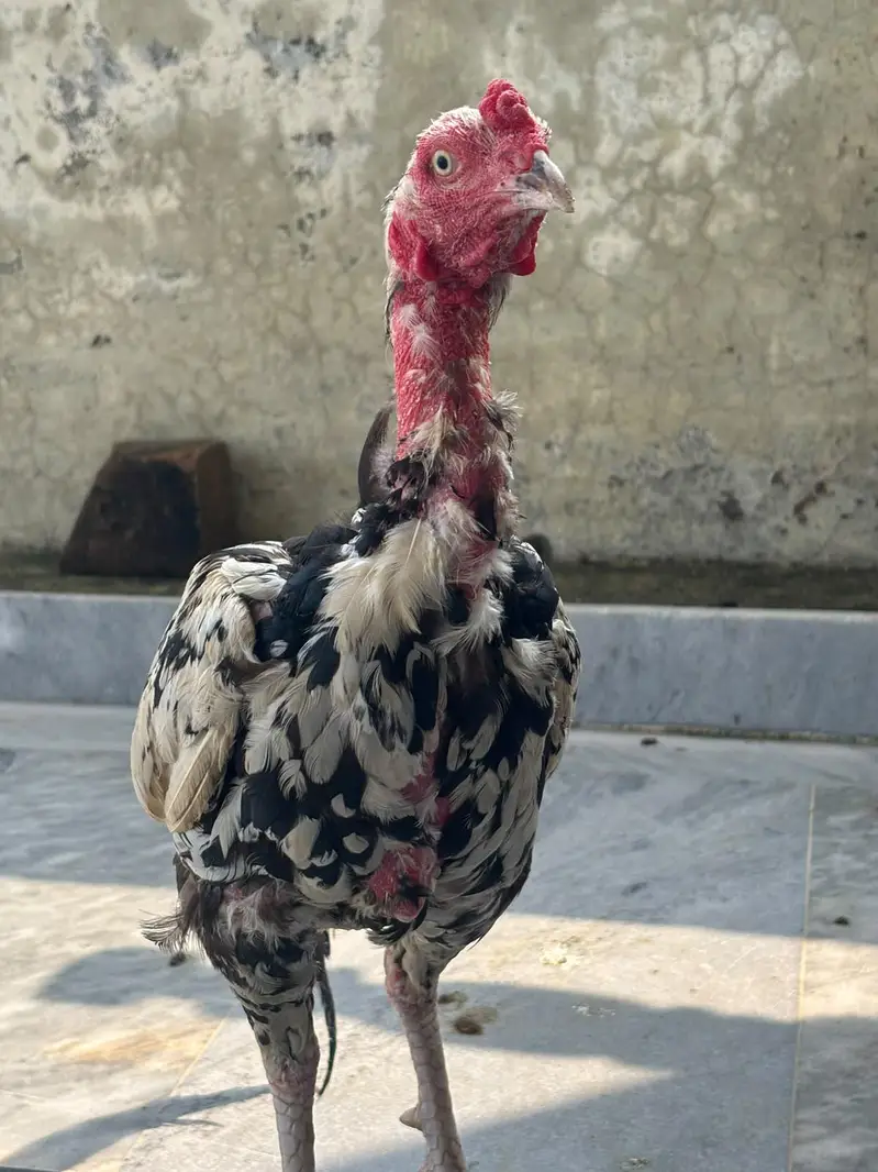 Aseel Murga For Sale I High Quality I Aseel murga I — photo 10