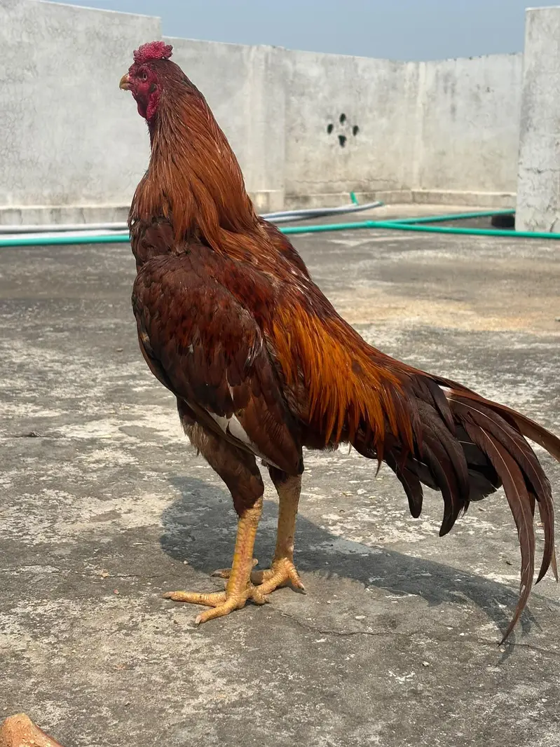 Aseel Murga For Sale I High Quality I Aseel murga I — photo 12