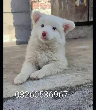 Russian puppy dog for sale my contact number Whatsapp 03260536967