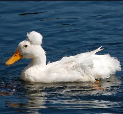 egg laying pair