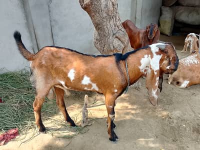 7 Months Health Beetal Male Goat Brown White Long Ears - Duniya Pur