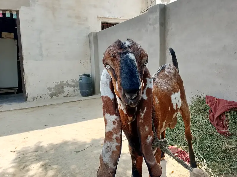Desi Goat — photo 2
