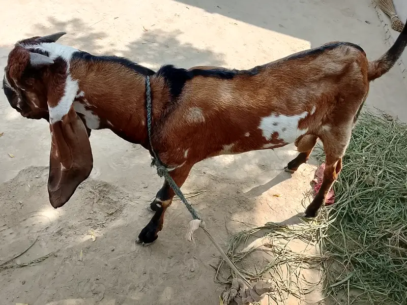 Desi Goat — photo 3