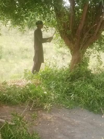saleho gya