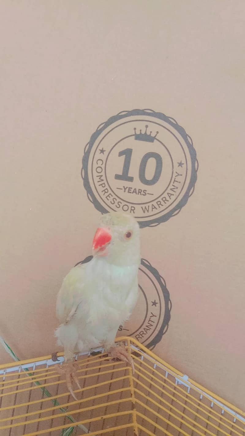 parrot 5