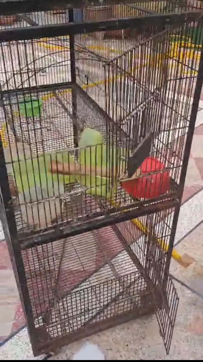 Ironwire cage — photo 3