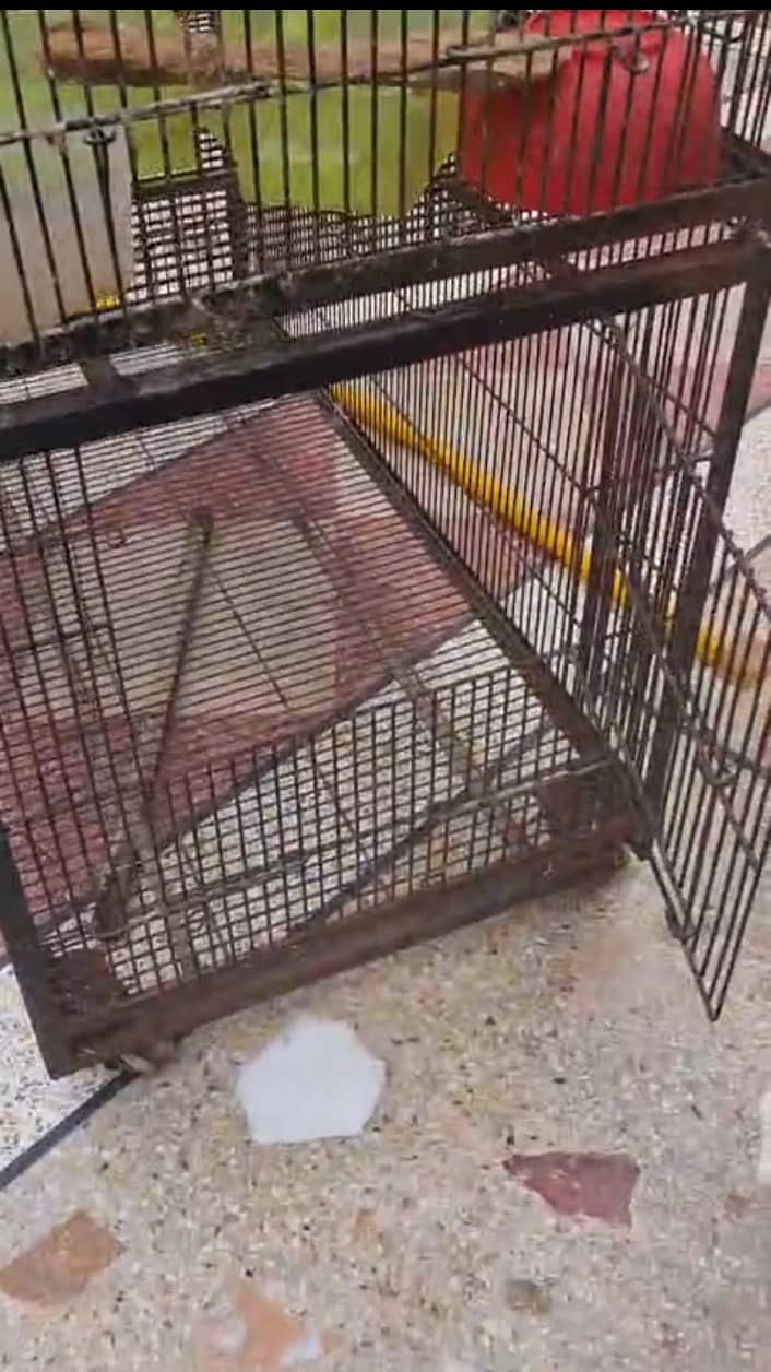 Ironwire cage 3