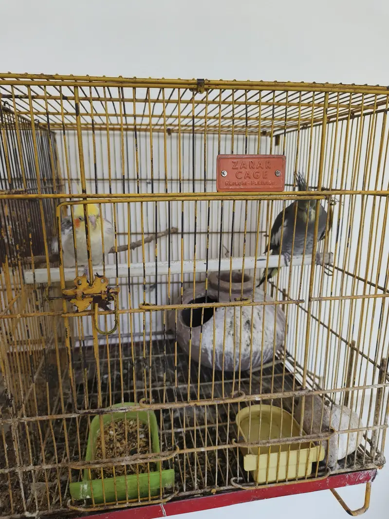 Cocktail Pair with Cage — photo 2