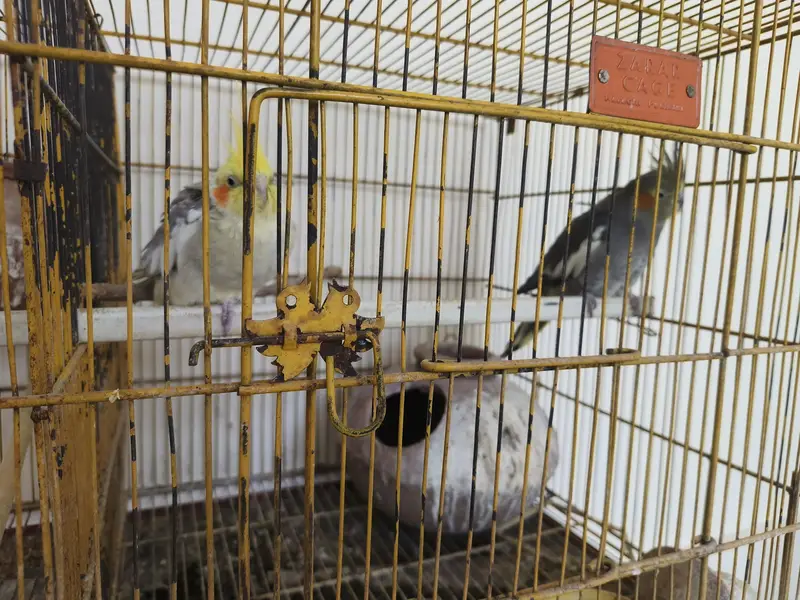 Cocktail Pair with Cage — photo 3