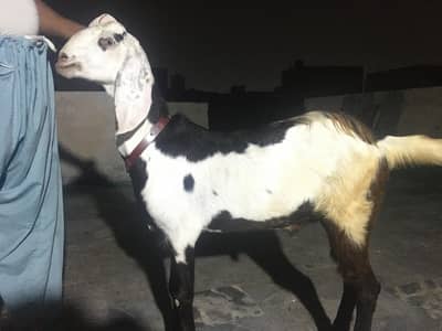 Mekhi cheena Bakra