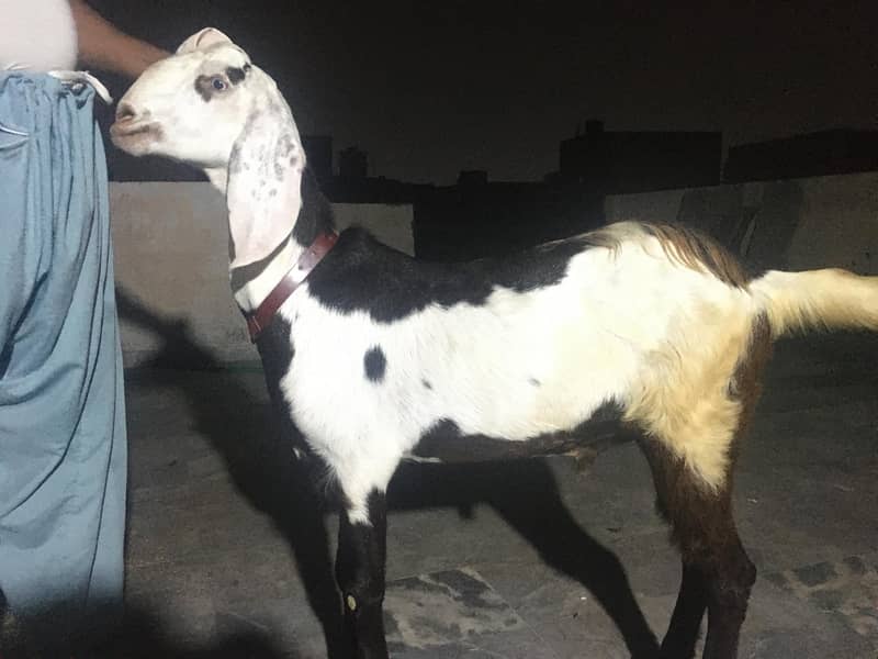 Bakra 0