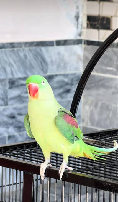 Kashmiri raw parrot for sale single and pair available