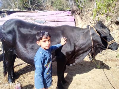 pure cow