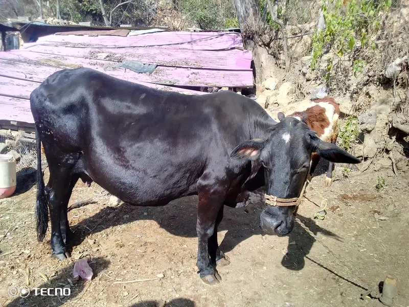 pure cow — photo 2