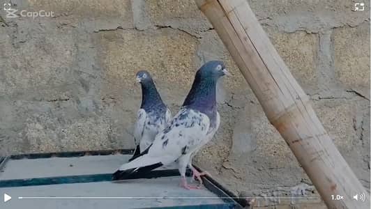 Teddy Male and Kasni Male for sale