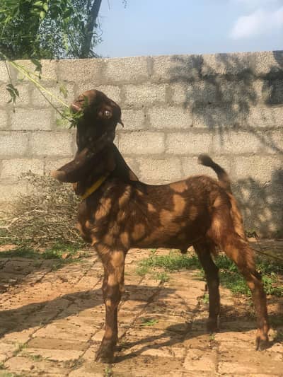 Shera Color Pure Betal Breed