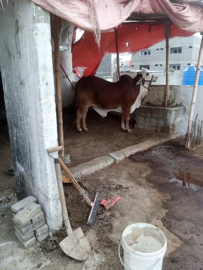 cholistani braman  bull