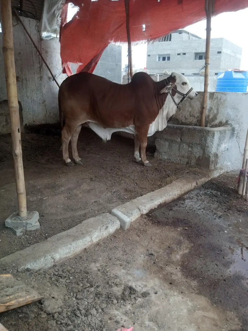 cholistani braman  bull — photo 2
