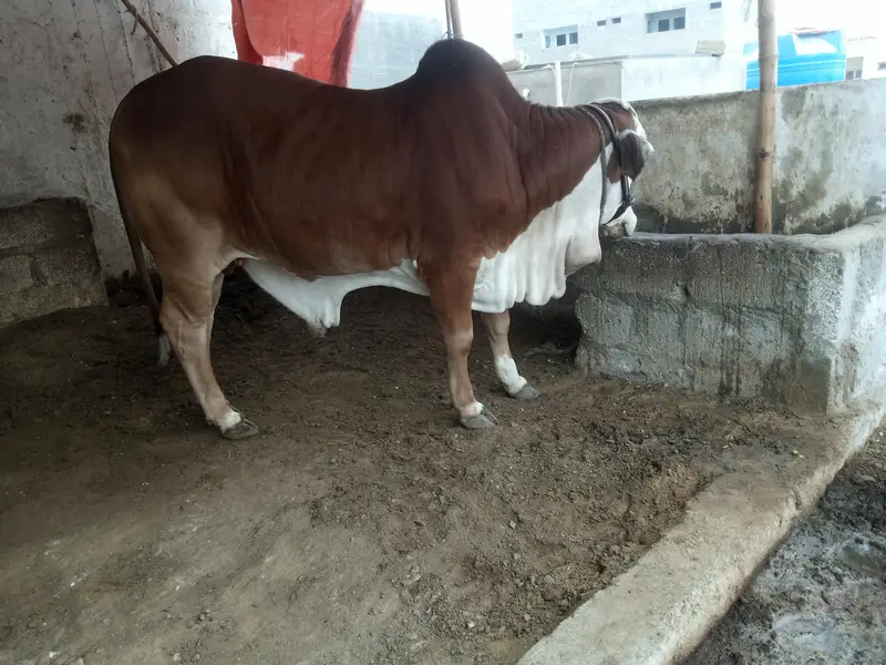 cholistani braman  bull — photo 3