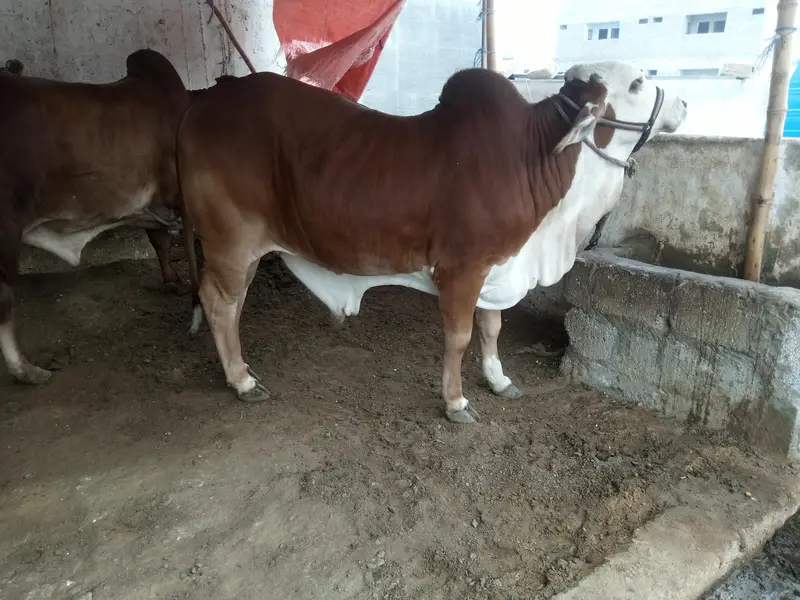 cholistani braman  bull — photo 4