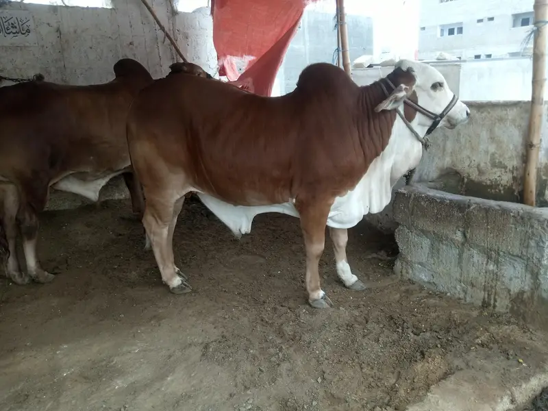 cholistani braman  bull — photo 5