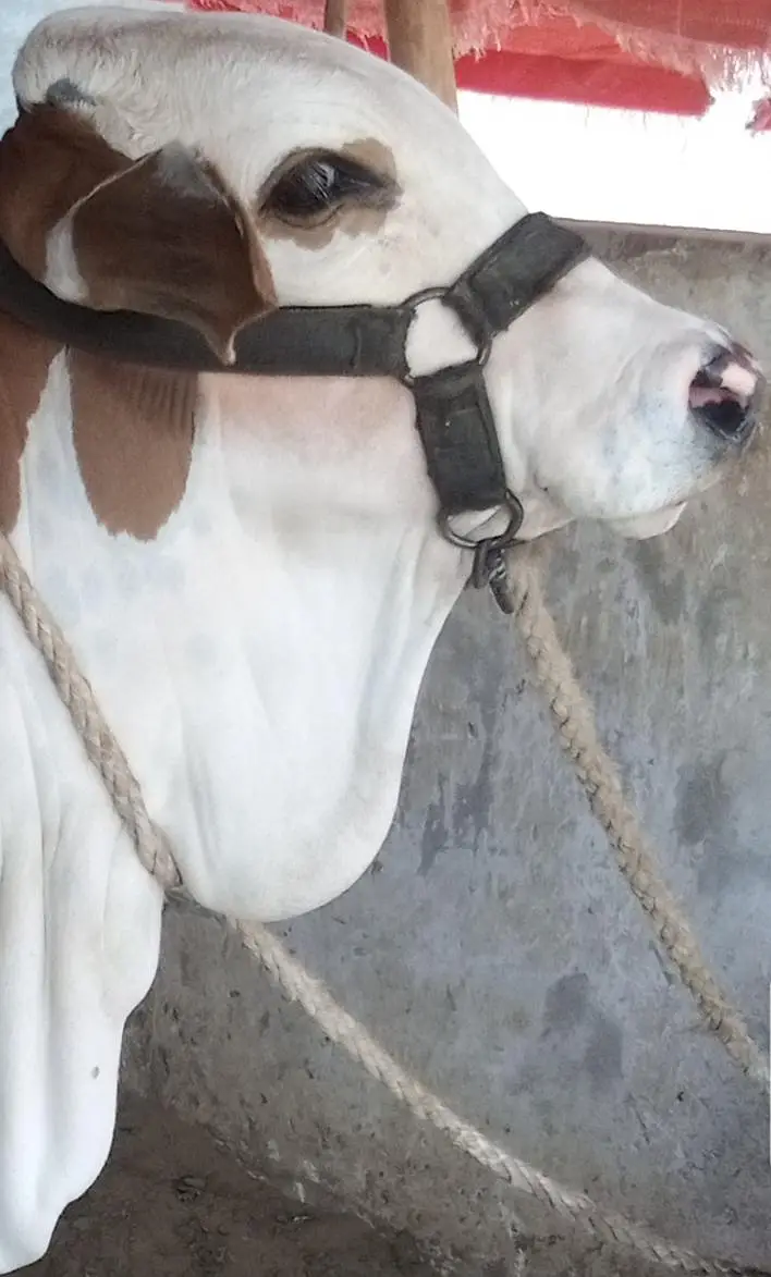 cholistani braman  bull — photo 6