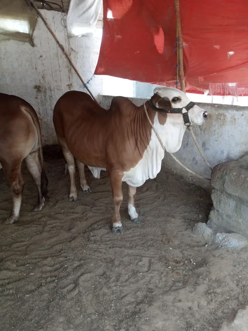 cholistani braman  bull — photo 7