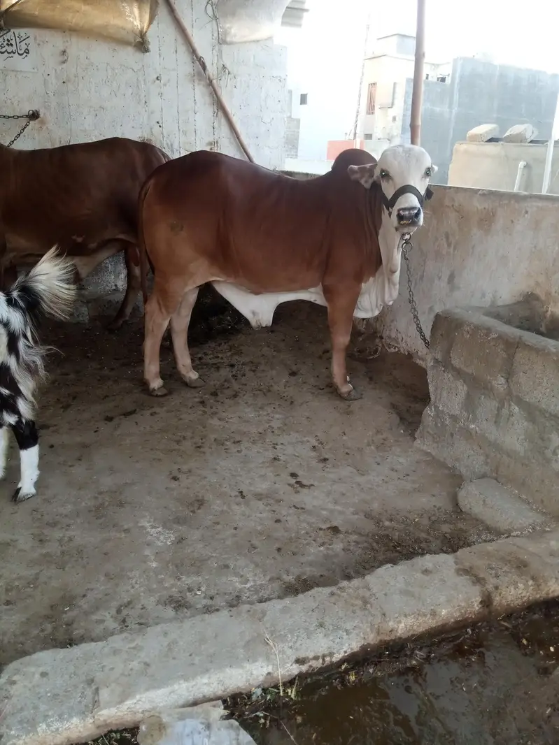 cholistani braman  bull — photo 8